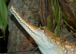 Crocodylus johnstoni