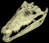 <i>Crocodylus rhombifer</i>, Cuban Crocodile