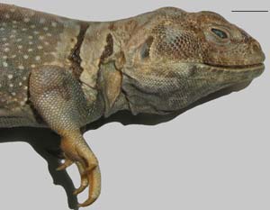 Crotaphytus collaris