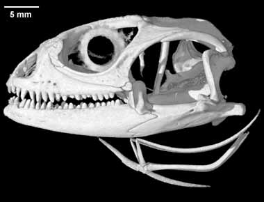 Crotaphytus collaris