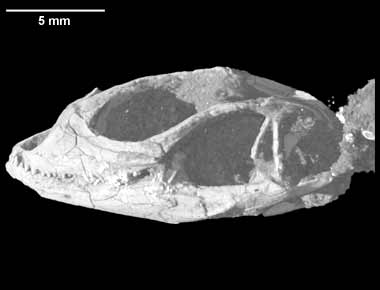 Ctenomastax parva