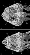 Dibrachichthys