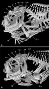 Dibrachichthys