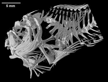 Dibrachichthys melanurus