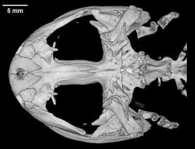 Dicamptodon ensatus