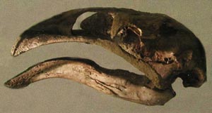 moa skull