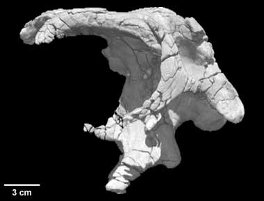 Diplodocus sp.