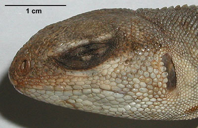 Dipsosaurus dorsalis