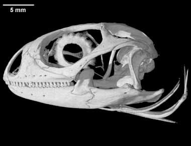 Dipsosaurus dorsalis