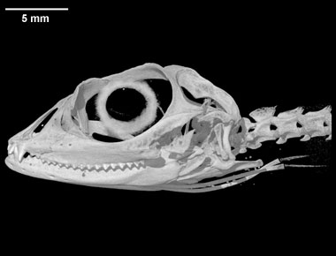 Draco quinquefasciatus