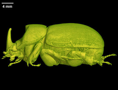 Dynastine beetle