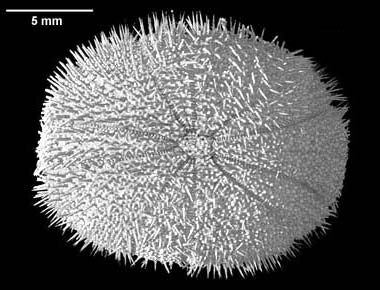 Echinoneus cyclostomus