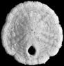 Five-notched Sand Dollar