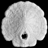 Five-notched Sand Dollar