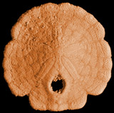Five-notched Sand Dollar, <i>Encope michelini</i>