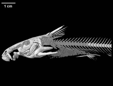 Euchilichthys royauxi