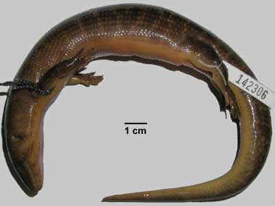 Eugongylus rufescens
