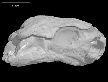 Eunotosaurus africanus