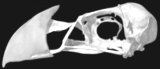 Horned Puffin, <i>Fratercula corniculata</i>