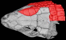 osteoderms