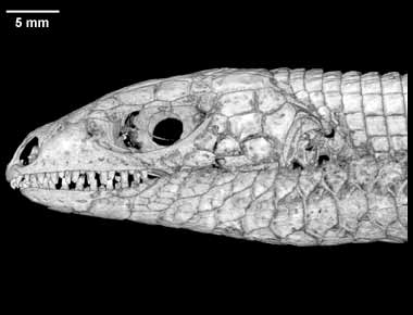 Gerrhosaurus nigrolineatus