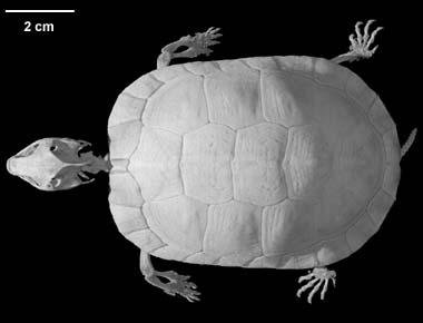 Glyptemys muhlenbergii