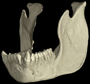 Gorilla gorilla beringei