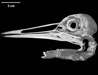 Grus canadensis