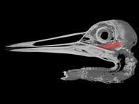 bucorvus