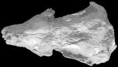 Early Jurassic Mammaliaform