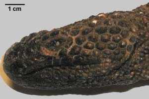 Heloderma horridum