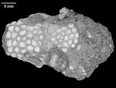 Heloderma texana