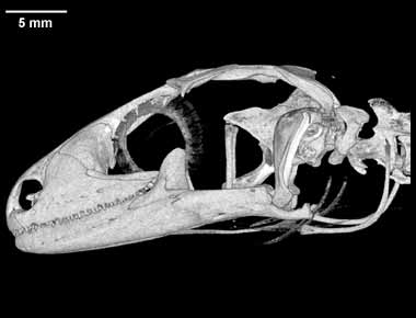 Hemitheconyx caudicinctus