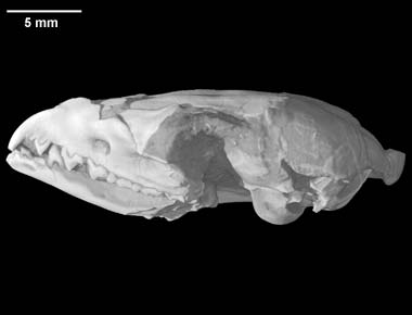 Herpetotherium cf. fugax