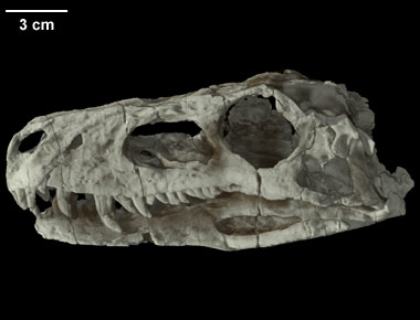 Herrerasaurus ischigualastensis