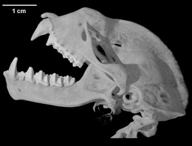 Hipposideros gigas