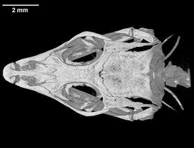 Holaspis guentheri