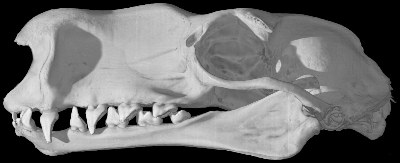 Digimorph - Hypsignathus monstrosus (hammer-headed fruit bat)