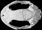 Korean Crevice Salamander