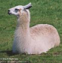 llama