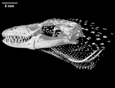 Lanthanotus borneensis