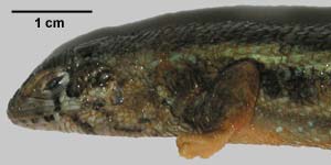Leiocephalus barahonensis