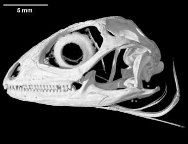 Leiocephalus barahonensis