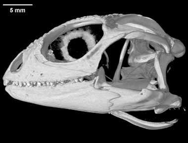 Leiosaurus catamarcensis