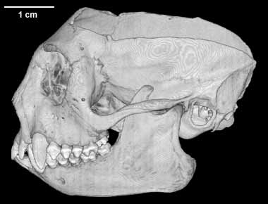 Leontopithecus rosalia