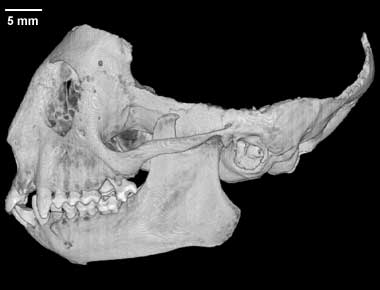 Leontopithecus rosalia