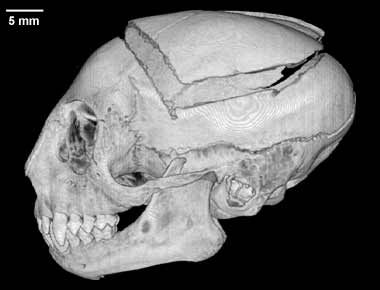 Leontopithecus rosalia