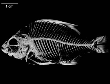 Lepomis macrochirus