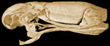 Anomalepidid Snakes, <i>Liotyphlops</i> and <i>Typhlophis</i>