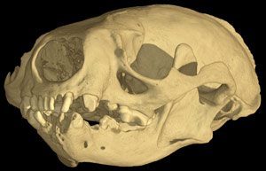 Lontra canadensis